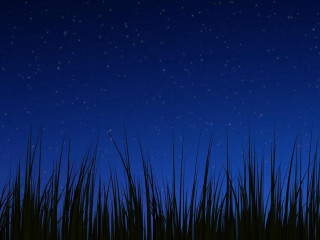 Night sky stars grass blue - a night sky free wallpaper