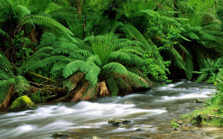 Stream lush forest trees ferns - tree and ferns free wallpaper