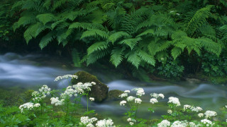 Stream lush forest white flowers - a rock in the foreground free wallpaper for desktop