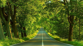 Road trees grass scenery nature 3 - a line of trees free wallpaper