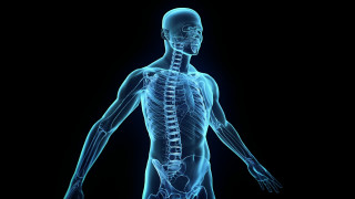 Skeleton highlighted blue black image - a skeleton free wallpaper