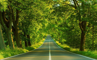 Road lined with trees and - straight free wallpaper