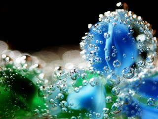 Blue flower water droplets macro 2 - a blue flower free wallpaper