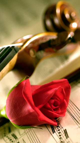 Rose music sheets scissors pliers - a still life free wallpaper for mobile