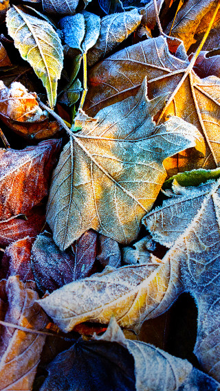 Leaves ground sunlight nature autumn - winter free wallpaper for mobile