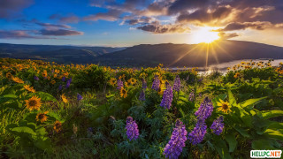 Field flowers sunset lake mountains - david boyd free wallpaper