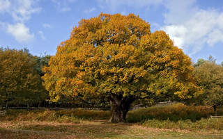 Large tree yellow leaves fence - a fence and trees free wallpaper