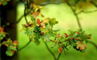 Tree branch leaves red berries - a park setting free wallpaper