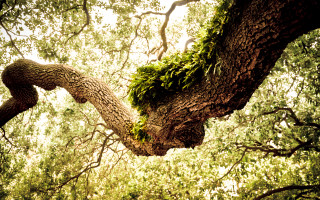 Tree large branch moss sky - side and a sky background free wallpaper