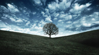 Lone tree grassy field cloudy 3 - alone free wallpaper
