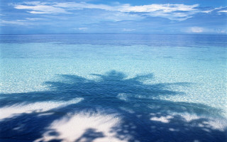 Palm tree shadow water beach - palm tree free wallpaper for desktop
