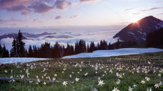 Field flowers mountains sunset clouds - cloud and sun free wallpaper