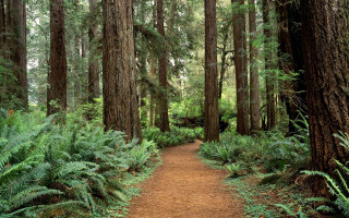 Dirt path forest trees ferns - free forest wallpaper