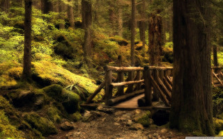 Wooden bridge forest mossy trees - the ground and a path free wallpaper