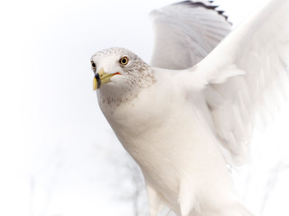White bird yellow beak flying - a white bird free wallpaper