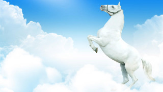 White horse clouds blue sky - its hind leg free wallpaper
