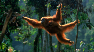 Young orangutan hanging eating leaves - alex petruk ape free wallpaper for desktop