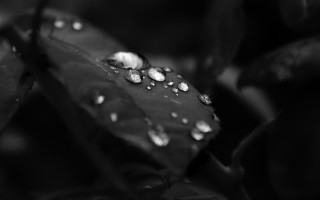Black white leaf water droplets 2 - daniel lieske free wallpaper for desktop