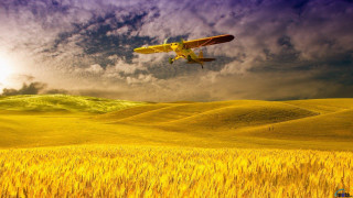 Plane flying wheat field cloudy - great composition free wallpaper