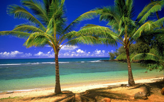 Beach palm trees ocean sky - a blue ocean in the background free wallpaper