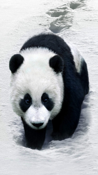 Panda bear walking snow zoo - food free wallpaper for mobile