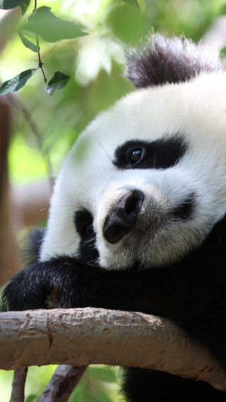 Panda bear sitting tree branch - free animals wallpaper for mobile