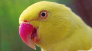 Yellow bird pink beak green - a yellow bird free wallpaper