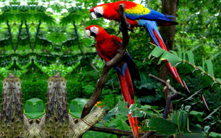 Colorful parrots perched tree branch - a tree branch in a forest area free wallpaper