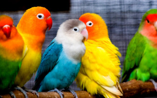 Colorful birds branch caged area - colorful bird free wallpaper
