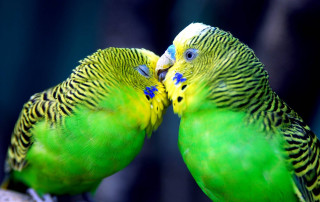 Two green birds kissing branch 2 - each others eye free wallpaper