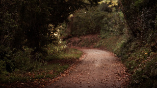 Dirt road surrounded by trees 4 - canon 5 0 mm free wallpaper for desktop