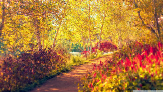 Forest path autumn fire flames - impressionism free wallpaper