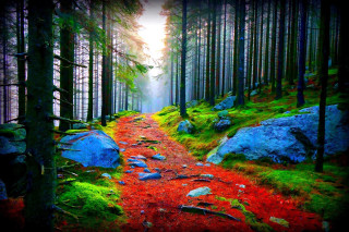 Forest path urban nature flowers - the ground and trees free wallpaper