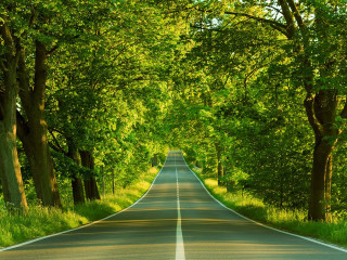 Road trees grass scenery nature 4 - a line of trees free wallpaper