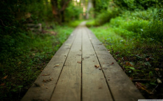 Wooden walkway forest trees grass 2 - tree and grass free wallpaper