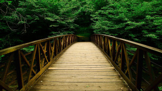 Wooden bridge forest trees bench - nature free wallpaper