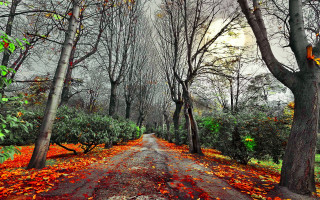 Dirt road autumn trees leaves - a cloudy sky in the background free wallpaper
