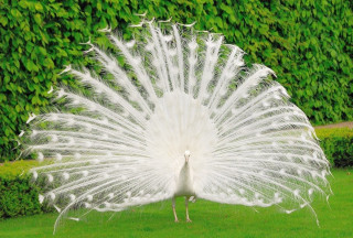 White peacock feathers spread grass 2 - its feather free wallpaper