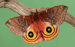 Moth yellow brown face branch - female free wallpaper