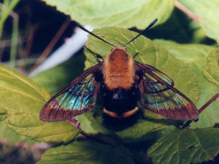 Bee closeup leaf blurry background - a close up of a bee free wallpaper