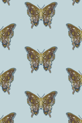Butterfly pattern butterflies wings image - wing free wallpaper for mobile