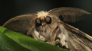 Moth large wings leaf sitting - brian snøddy free wallpaper