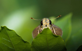 Bug on leaf macro blurry - a leaf free wallpaper for desktop