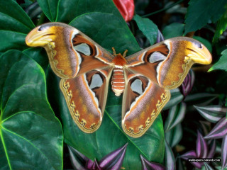 Moth green leaves redflowers cloisonnism - e. t. free wallpaper