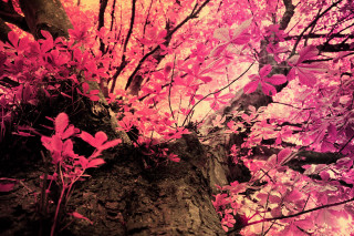 Pink leaves rock red light - ektachrome photograph free wallpaper