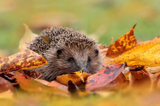 Hedgehog hiding leaves grass field - clovis trouille free wallpaper