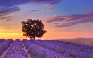 Lone tree lavender field sunset - a purple sky free wallpaper