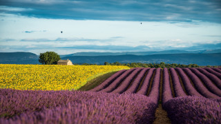 Lavender field house blue sky - a house in the distance free wallpaper