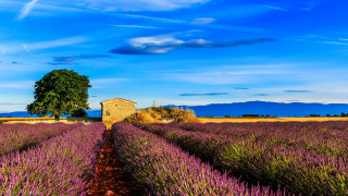 Lavender field lone tree blue - cloud above free wallpaper for desktop