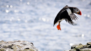 Bird cliff ocean orange beak - orange free wallpaper
